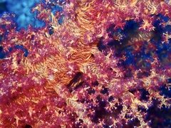 Dendronephthya hemprichi