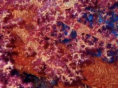 Dendronephthya hemprichi