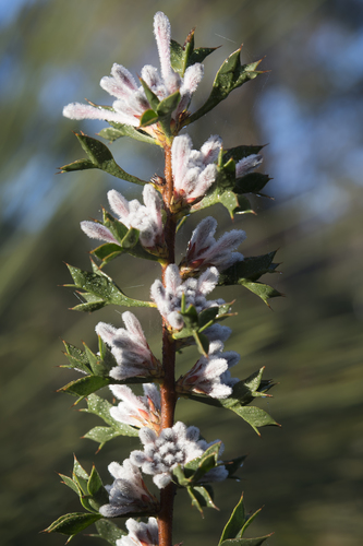 Petrophile biloba R.Br.