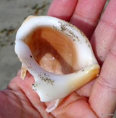Struthiolaria papulosa