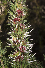 Isopogon asper