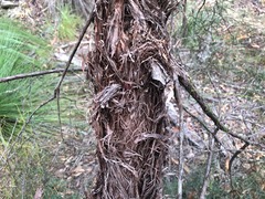 Lysicarpus angustifolius