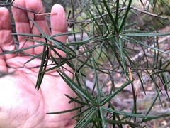 Lysicarpus angustifolius