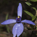 Blue Fairy Orchid - Photo (c) Sue Jaggar, some rights reserved (CC BY-NC-ND), uploaded by Sue Jaggar