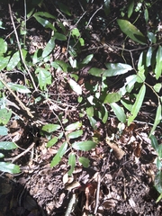 Monanthotaxis caffra