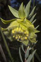 Pimelea suaveolens