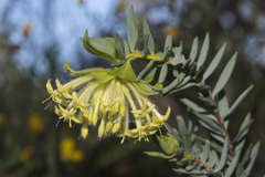 Pimelea suaveolens