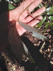 Monanthotaxis caffra