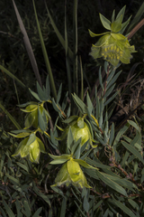 Pimelea suaveolens