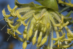 Pimelea suaveolens