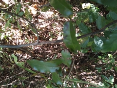 Monanthotaxis caffra