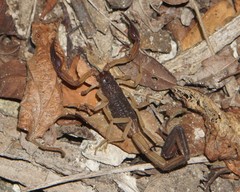 Centruroides edwardsii