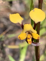Diuris maculata