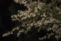 Trymalium ledifolium