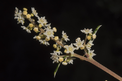 Trymalium ledifolium