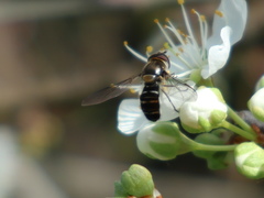 Betasyrphus serarius