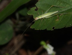 Oecanthus belti