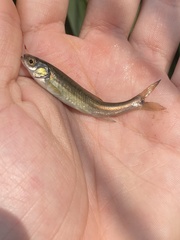 Chrosomus neogaeus