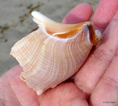 Struthiolaria papulosa