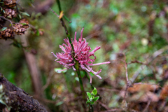 Exobasidium parvifolii