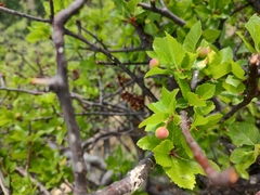 Bursera epinnata