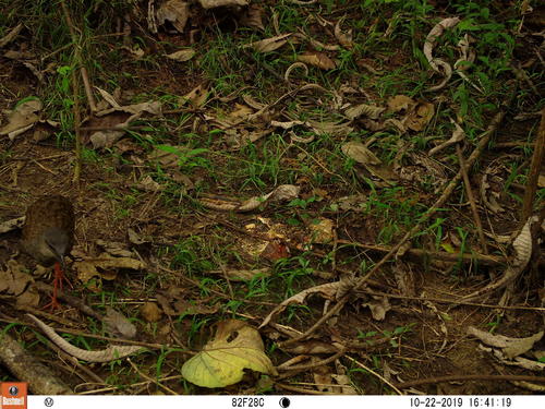 Nkulengu Rail (Himantornis haematopus), photo 1