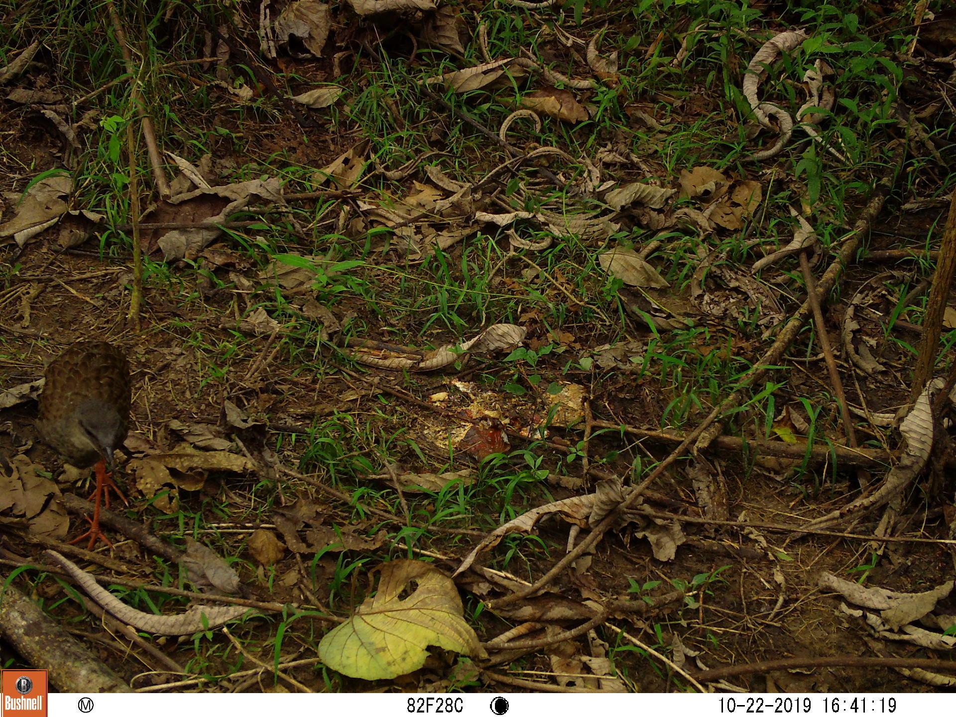 Nkulengu Rail (Himantornis haematopus), photo 1
