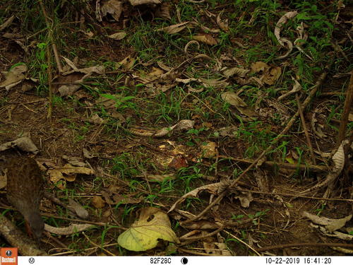 Nkulengu Rail (Himantornis haematopus), photo 2