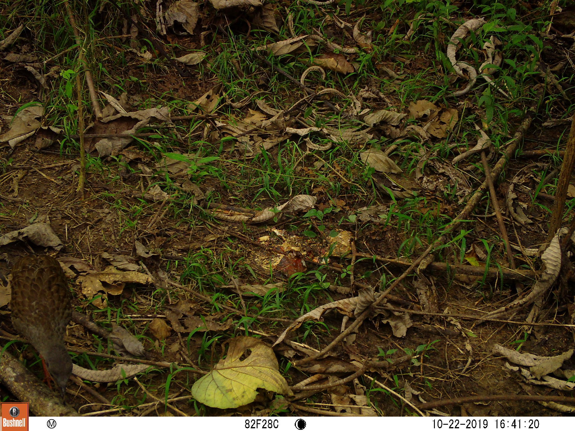 Nkulengu Rail (Himantornis haematopus), photo 2