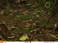 Himantornis haematopus