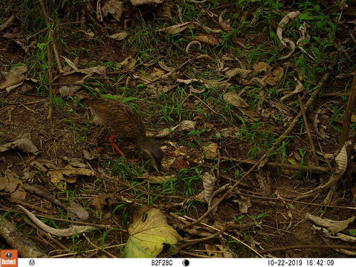 Nkulengu Rail (Himantornis haematopus), photo 3