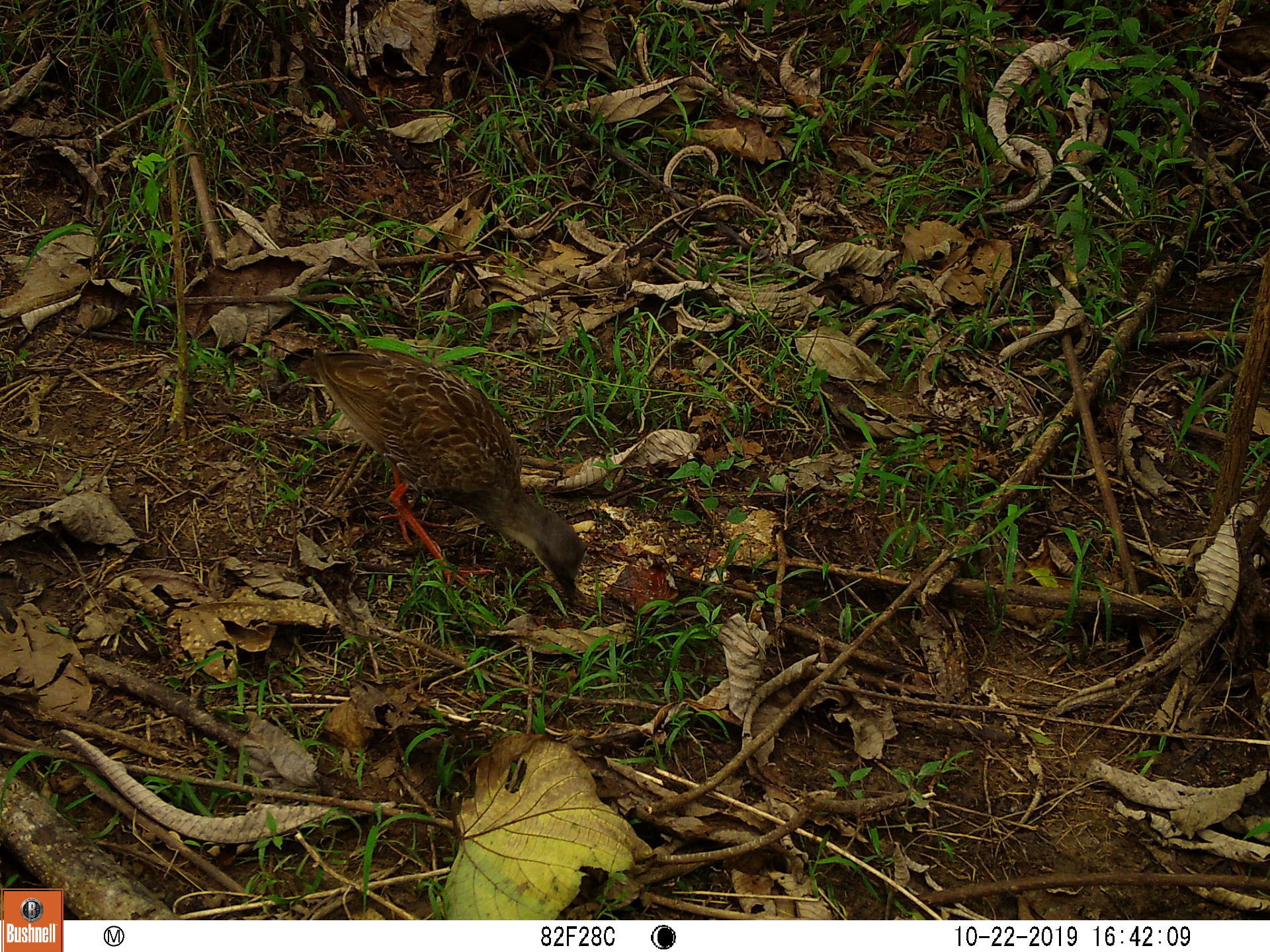 Nkulengu Rail (Himantornis haematopus), photo 3
