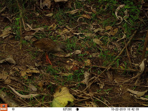 Nkulengu Rail (Himantornis haematopus), photo 4
