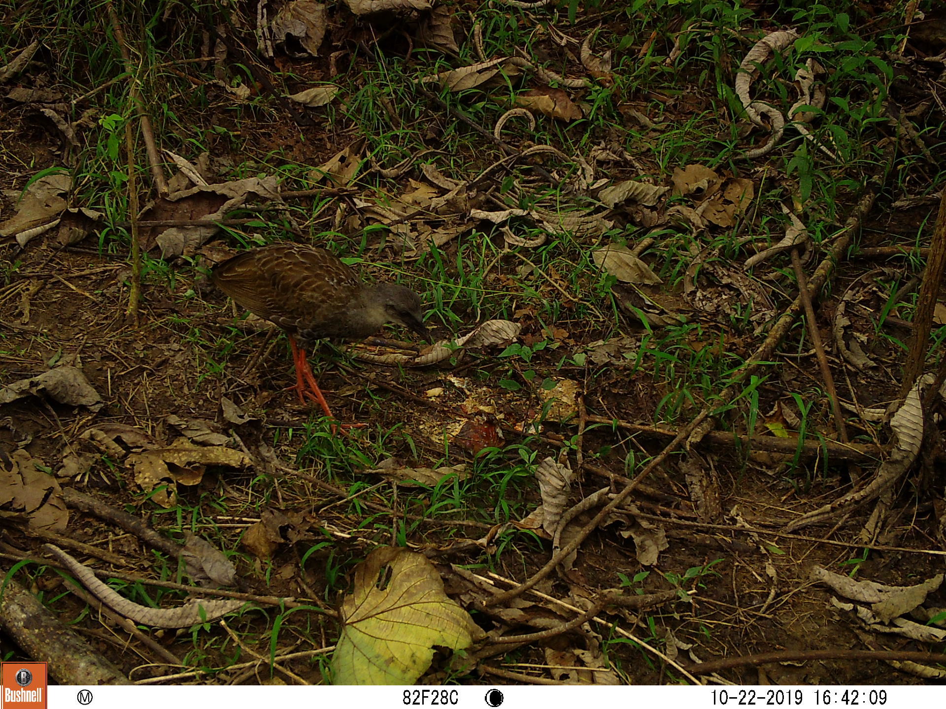 Nkulengu Rail (Himantornis haematopus), photo 4