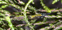 Plinachtus pungens