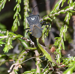 Plinachtus pungens