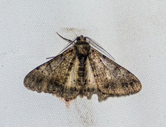 Alcis semialba