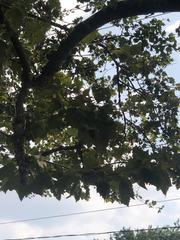 Platanus occidentalis