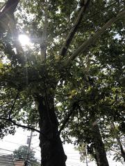 Platanus occidentalis