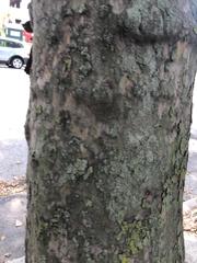 Platanus occidentalis