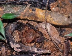 Microhyla berdmorei