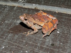 Microhyla berdmorei