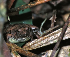 Microhyla berdmorei