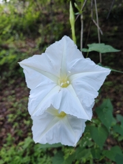 Ipomoea tastensis