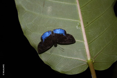 Pythonides proxenus