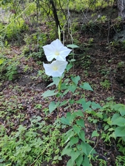 Ipomoea tastensis