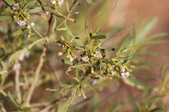 Myoporum montanum