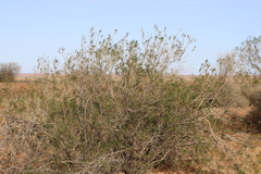 Myoporum montanum