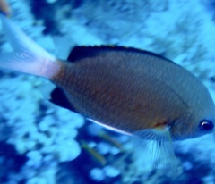 Chromis pembae