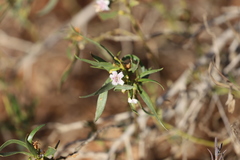 Myoporum montanum